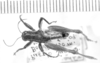 CollectionObject 1523990; 95e9aac5-c82c-4f4f-9b0e-05b24f92de1c: male, dorsal view (holotype of Paradichroplus subaquaticus). (CollectionObject).