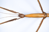 CollectionObject 1558330; 843128b7-baa7-496b-81ae-db49fd24487f: copyright ZMUH, Hamburg. female: head & thorax, dorsal view of synonym Eustygera godeffroyi (syntype). (CollectionObject).