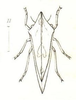 Habitus, dorsal view: !! display not done !! on Smilia guttata Fitch, 1851: (Observation).