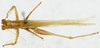 CollectionObject 1513100; 56a80e32-499f-4cc4-a4a6-f13452d30134: male, dorsal view (holotype). (CollectionObject).