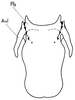 Pamphagodes riffensis Bolívar, 1878: Fig. 10. epiphallus, dorsal view. (Otu).