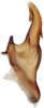 Aedeagus, lateral view: Bonaspeia attia, aedeagus, laterally (INHS). (Observation).
