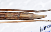 CollectionObject 1576187; 03a8f283-3590-45df-b165-9dc15fd95ddf: copyright SPM, Kinabalu. female: end of abdomen, ventral view (paratype). (CollectionObject).