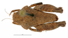 CollectionObject 1568269; 2fe9847a-e018-4082-9f8e-8886234fbf53: male, dorsal view. (CollectionObject).