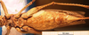 CollectionObject 1538357; 9a68aa43-bf07-4555-b12a-b3e343fbc4cf: female, ventral view (syntype). (CollectionObject).
