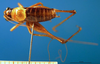 CollectionObject 1502480; ac5cb28f-0a4d-4df9-b5ce-51d0a0014c0e: male, dorsal view (paratype). (CollectionObject).