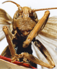 CollectionObject 1504992; 8b999150-c058-459d-b786-0ff8fcdcaa33, DORSA D007SM01: male, frontal view (holotype). (CollectionObject).