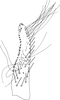 Subgenital plate, ventral view on Distantasca rokasa (Dworakowska, 1981): Subgenital plate. (Observation).