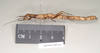 CollectionObject 1558242; 14cb91d8-5b02-48a2-9e8d-2415d0c71000: copyright Natural History Museum, London. female, lateral view (holotype). (CollectionObject).