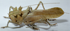 CollectionObject 1536184; NMBA 3225451, 660595b2-f074-4ecf-bedb-e1fe1caf1211: male, lateral view. (CollectionObject).