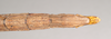 CollectionObject 1557449; NHMUK(SF IMPORT DUPLICATE) 845176, a8b154ed-d2ee-44f0-ad75-4154f98c11ff: copyright Natural History Museum, London. female: end of abdomen, ventral view (holotype). (CollectionObject).