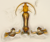Aedeagus, ventral view: (Observation).