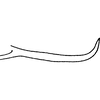 Pygofer appendages on Distantasca tiaca (Dworakowska, 1994): Pygofer process, lateral view. (Observation).