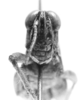 CollectionObject 1524031; b76df5b5-ac06-4508-bd9f-81e575bce98f: male, frontal view (holotype). (CollectionObject).