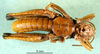 CollectionObject 1567292; f761c37c-2173-4ff9-a001-1cd4e1123090: male, ventral view (paralectotype). (CollectionObject).