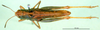CollectionObject 1502873; e4398289-3265-4e43-b7ee-c7c27444c66a: female, dorsal view (paratype). (CollectionObject).