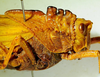CollectionObject 1498830; 38abd980-a705-4fc3-8568-25bebe49a58c: 2012. female, head and pronotum, lateral view. (CollectionObject).