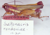 CollectionObject 1541370; 5d18f058-931a-4dcd-ac85-662c28588622: Image Carbonell, C.S. male (holotype). (CollectionObject).