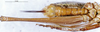 CollectionObject 1505221; 438a46c3-14b4-43ff-886a-bc303de29f9c: female abdomen, ventral view (paratype). (CollectionObject).