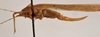 CollectionObject 1575457; 0dfa52dd-c8eb-402a-ab21-794afb27ed17: female, lateral view (paratype). (CollectionObject).