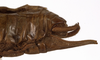 CollectionObject 1529738; c0aec8bb-e67a-4613-be72-98b0157f5cfc: male abdomen tip, lateral view (holotype). (CollectionObject).