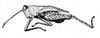 Hirrius punctatus (Stål, 1877): Fig. 7. male, lateral view. (Otu).