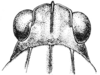 Tetrix ornata ornata (Say, 1824): Fig. 47. female, head, dorsal view. (Otu).