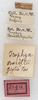 CollectionObject 1532995; c82194d5-dee4-44ad-8918-1b69cc38f456: labels. (CollectionObject).