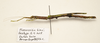 CollectionObject 1591071; 4b562715-8e8e-4fc9-9155-e3cf89eb3edb: copyright MBBJ Bogor. female, lateral view (paratype). (CollectionObject).