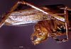 CollectionObject 1534917; BPBM 3224760, 9590e1d0-a7ac-409e-bd44-e19265a68fc5: male cerci (paratype). (CollectionObject).