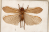 CollectionObject 1531236; 545a2eb5-7467-4859-b436-093cfa6080f1: female, dorsal view (syntype). (CollectionObject).
