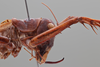CollectionObject 2229687; b0bc9c22-3f28-4552-89af-a3bde19e6cb7: Male, head and pronotum, lateral view. (CollectionObject).