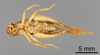 CollectionObject 1522897; a885a0a3-9eb7-41e3-955d-d002fbfbc915: Male, ventral view (holotype). (CollectionObject).
