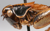 CollectionObject 1517121; b07f54e8-cb80-40a9-a257-5e3b685e7e38: male head and pronotum, lateral view (holotype). (CollectionObject).