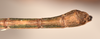 CollectionObject 1559398; 0c1e583d-db6b-441f-b256-6093520e1db6: copyright OUMNH. male: end of abdomen, ventral view of synonym Lonchodes dispar (holotype). (CollectionObject).