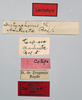 CollectionObject 1535542; 207d3efe-22b4-4843-970e-79f950e70bc4: male, labels (lectotype of Petasia anchietae). (CollectionObject).