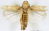 CollectionObject 1581354; d18679ea-e33e-4579-a0d2-508d59d3ed19: female, dorsal view (paratype of Rhachitopis ceraseus). (CollectionObject).