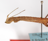 CollectionObject 1562377; ccd0cbd9-ce4b-429c-8a0b-2a2387320c7c: copyright ZMB, Berlin. female: head and thorax, lateral view (paratype). (CollectionObject).