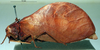 Baryprostha bellua Karsch, 1891: female, lateral view. (Otu).