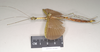 CollectionObject 1560620; NHMUK(SF IMPORT DUPLICATE) 844805, b5fc4dd4-f59c-4042-8a76-9e7ddc449c1b: copyright Natural History Museum, London. female, lateral view of Orthonecroscia pulcherrima (holotype). (CollectionObject).