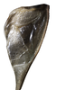 CollectionObject 1529743; NHRS NRM-ORTH0009197, 49682db8-3297-4dbf-8e63-9bbe870ab061: male, anal region of right tegmen, mirror (holotype). (CollectionObject).