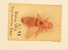 CollectionObject 2071165; NHMUK015982161, ddc34b7e-155f-4539-8da2-d4025a00ead2: dorsal view (syntype). (CollectionObject).