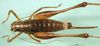 CollectionObject 1501833; 1431d53a-4d07-4bf3-b1da-5d98412759f7: female, dorsal view (syntype). (CollectionObject).