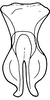 Connective on Koreanopsis koreana Kwon & Lee, 1979: Connective, ventral view. (Observation).