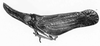 Habitus, lateral view: (Observation).