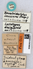 CollectionObject 1517774; fb197175-fcf0-4e05-a487-8ae1d6d8e292, MNHN010362917: labels (lectotype). (CollectionObject).