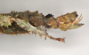 CollectionObject 1558785; 8d1483d7-707e-497d-8188-1cb0c07a2f69: copyright ANIC, Canberra. female: end of abdomen, lateral view of synonym Extatosoma elongatum (lectotype). (CollectionObject).
