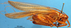 CollectionObject 1505458; 265a54be-add9-4d51-b96d-a0109759bc0c: male, lateral view. (CollectionObject).