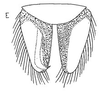 Subgenital plate: !! display not done !! on Eusceloidia v-nigrum Linnavuori, 1954: subgenital plates, ventrally. (Observation).