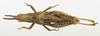 CollectionObject 1569235; 509b57b3-5580-4b0c-80f6-01a2c5d437ae: female, dorsal view (allotype). (CollectionObject).